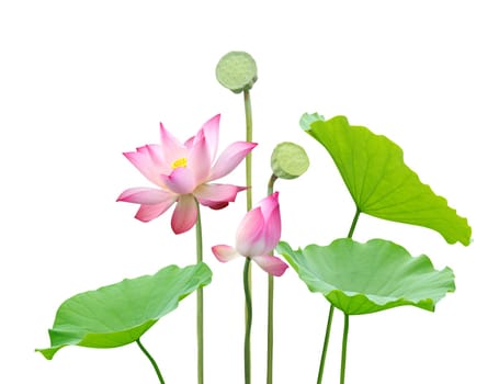 Lotus flower isolate on white background