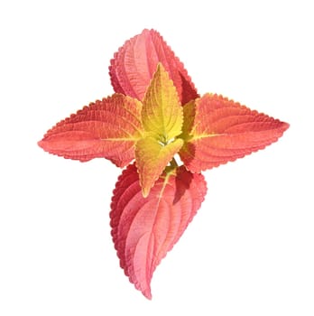Young Coleus leaf isolated on white