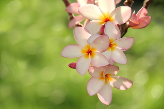 Frangipani (Plumeria) flowers