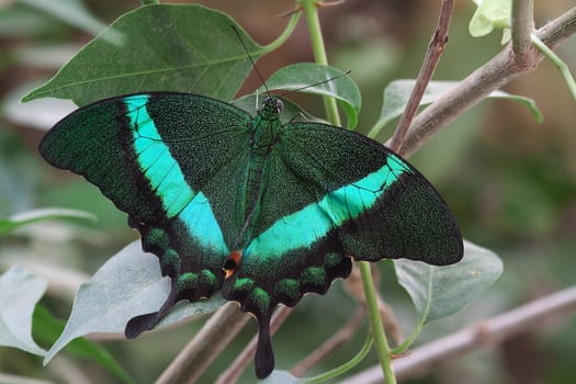 Papilio palinurus