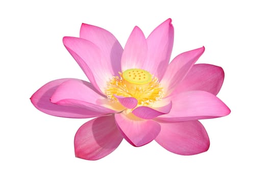Lotus flower isolated on white