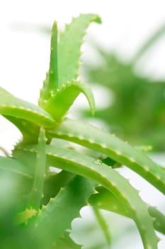 Aloe