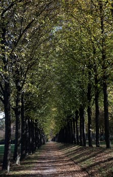 autumnal avenue
