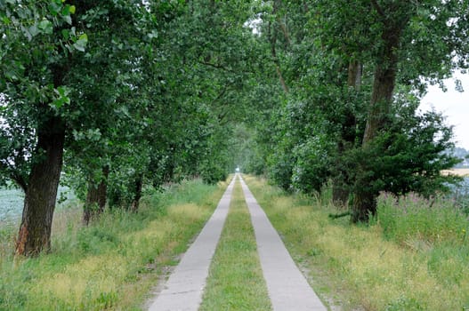 Avenue in Northern Germany