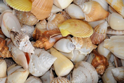 Mussels and snails