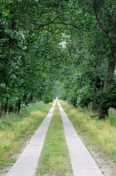 Avenue in Northern Germany