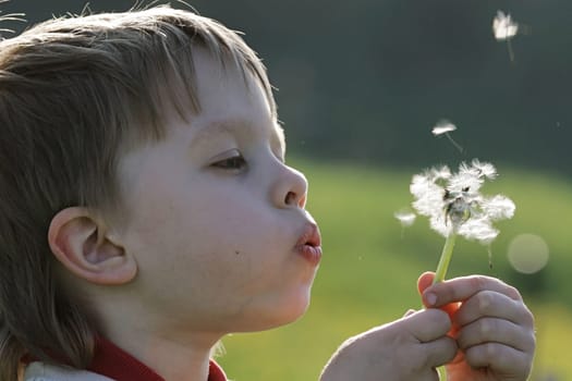 Boy in dandelion meadow.
