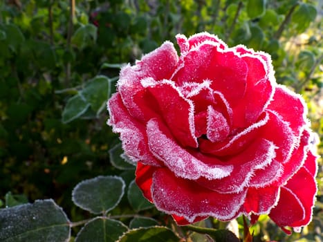 In the morning in Mecklenburg-Western Pomerania,amazing the roses in full bloom in the morning frost
