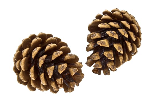 Pinecone