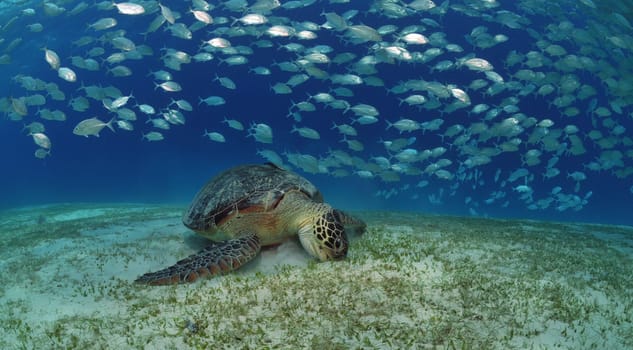 green sea turtle eats seaweed in front of a school of jackfish