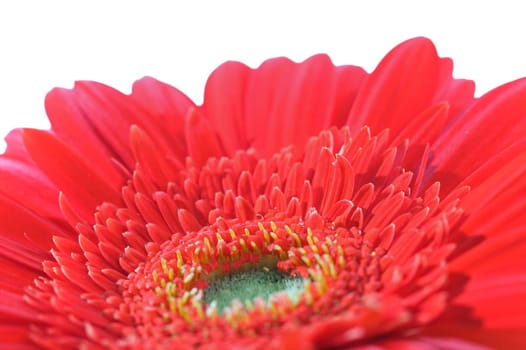 Red Gerbera