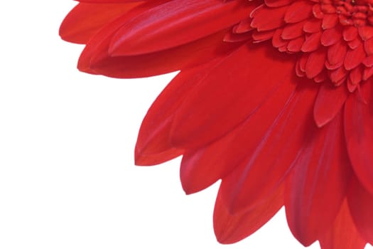 Red Gerbera