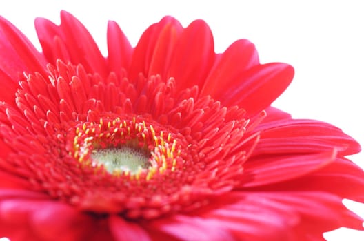 Red Gerbera