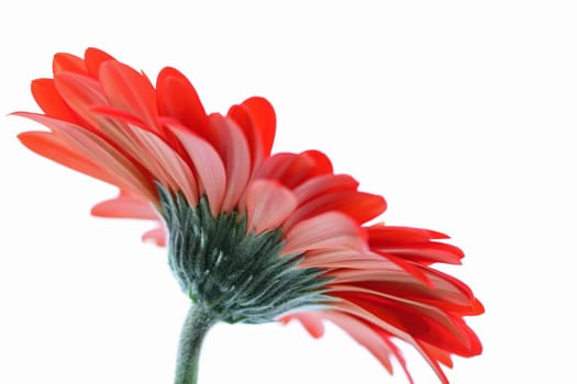 Red Gerbera