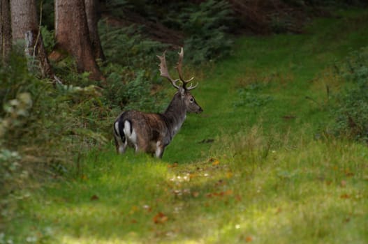 Fallow deer on a forest path