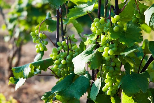 Grapes on the vine