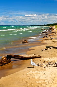 Beach with driftwood