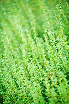 Thyme plants