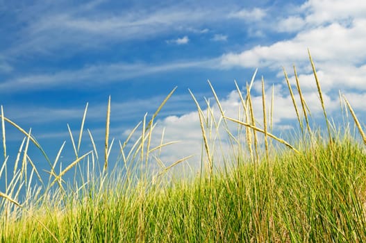 Tall grass on sand dunes