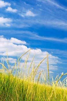 Tall grass on sand dunes