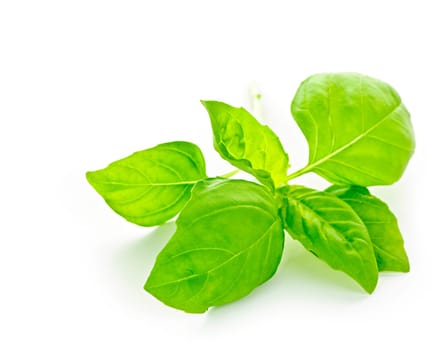 Basil sprig