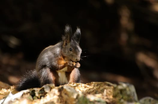 Forest Squirrel