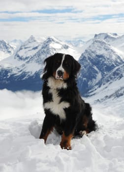 A true Swiss