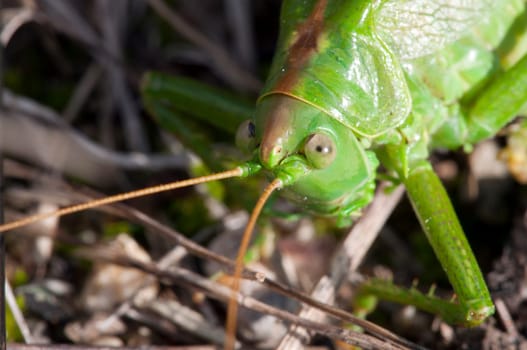 Green Grasshopper - Tettigonia viridissima