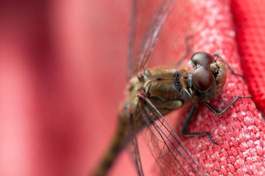 Heath Dragonfly - Sympetrum striolatum