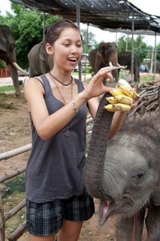 Girl feeding elephant