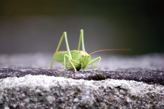 grasshopper