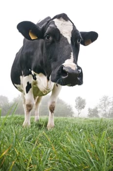 Cow in the meadow