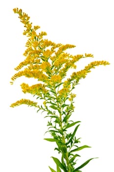 Goldenrod plant