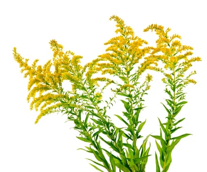 Goldenrod plant