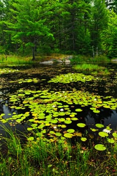 Lily pads on lake