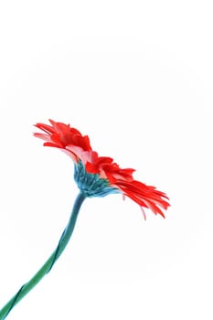 Red Gerbera
