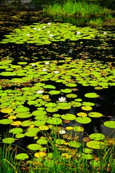 Lily pads on lake