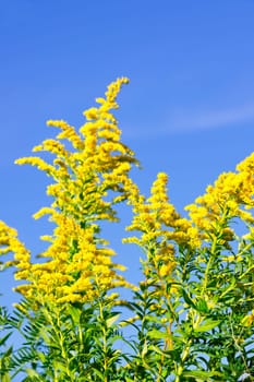 Goldenrod plant