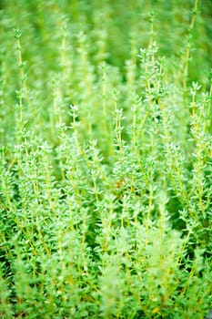 Thyme plants