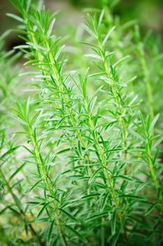 Rosemary herb plants