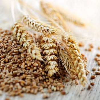 Whole grain wheat kernels closeup