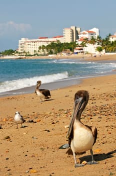 Pelicans on beach in Mexico