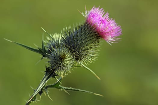 Common thistle or lancet thistle: The flowers are purple in color and appear from July to October.