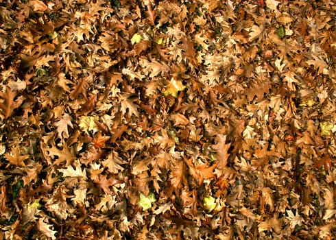 Foliage Background