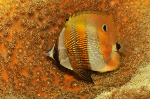Butterflyfish in the Philippine Sea