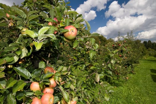 Apple tree on a meadow orchard