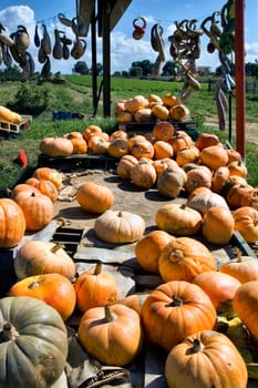 pumpkins