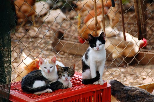three cats