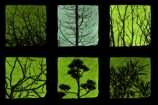 trees and plants