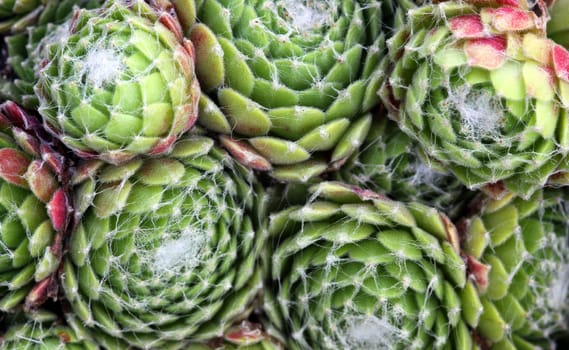 Cobweb houseleek